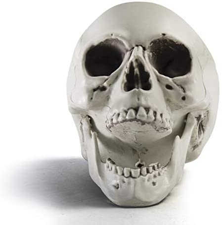 Prextex 6.5 Halloween Plastic Skull Prop Realistic Looking Skeleton Head Decor for Halloween Decoration 