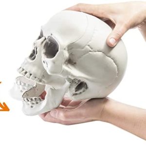 Prextex 6.5 Halloween Plastic Skull Prop Realistic Looking Skeleton Head Decor for Halloween Decoration Prextex 6.5 Halloween Plastic Skull Prop Realistic Looking Skeleton Head Decor for Halloween Decoration