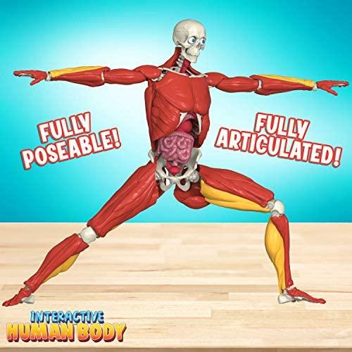 Interactive Human Body 60 Piece Fully Poseable Anatomy Figure 14